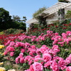 谷津バラ園１