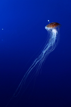 新江ノ島水族館 2