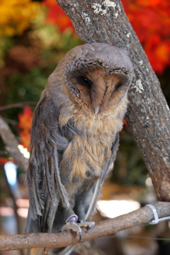 鎌倉乃フクロウの森　1