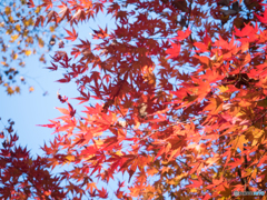 青空に映える紅