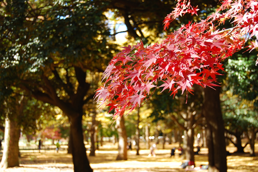 代々木公園紅葉