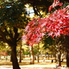 代々木公園紅葉