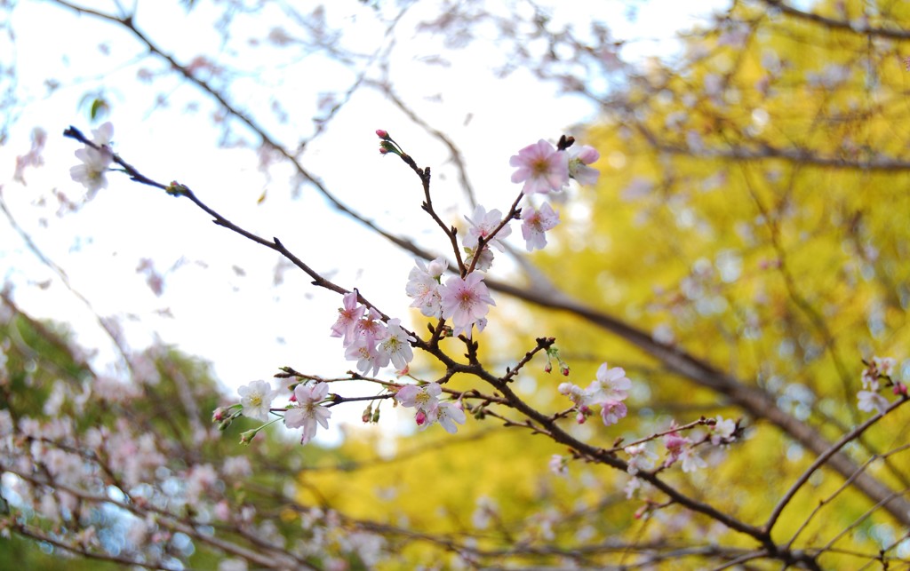 上野恩賜公園