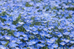 はじめてのネモフィラ