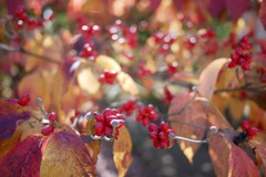 庭の秋(ハナミズキ）