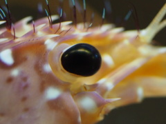 鳥羽水族館