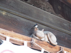 燕と猫
