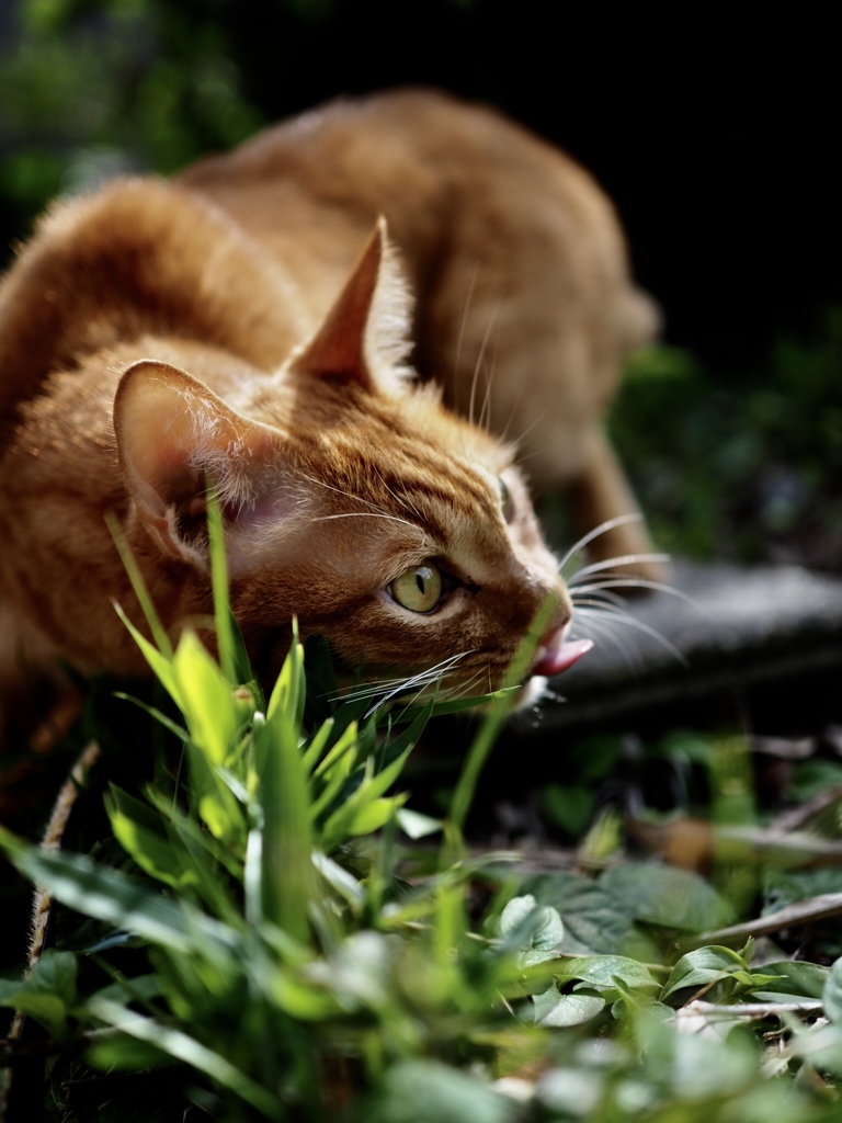似非野良猫