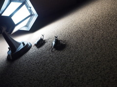 カブト虫リリース