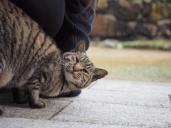 お寺猫
