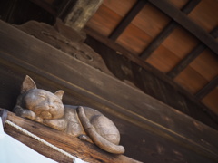 おかげ横丁の猫
