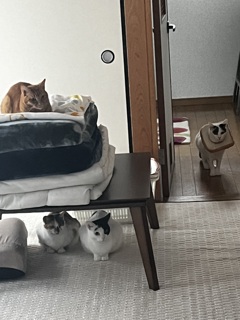 猫