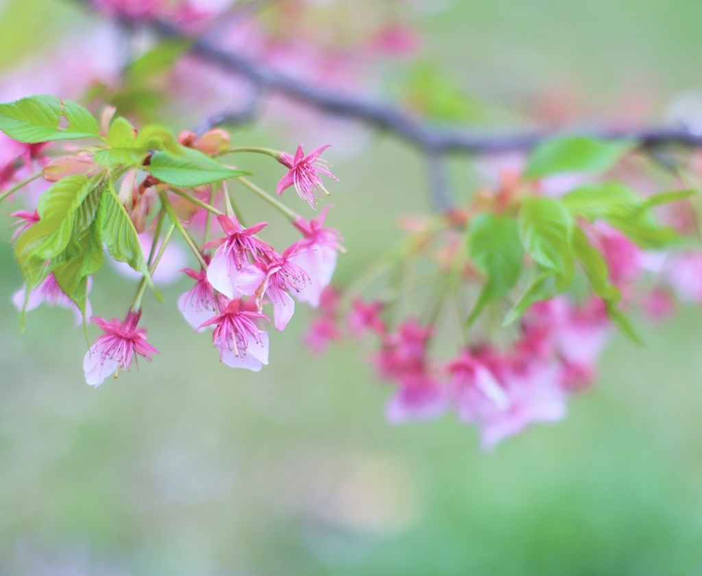 河津桜②