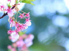 河津桜