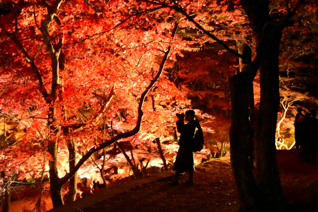 紅葉を撮る娘