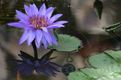 神代植物公園のスイレン
