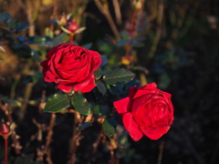 紅二つ【現像前】