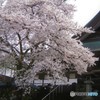 越中八尾～ 桜