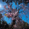 枝垂れ桜