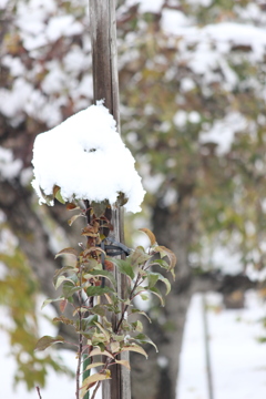 雪をかぶった木