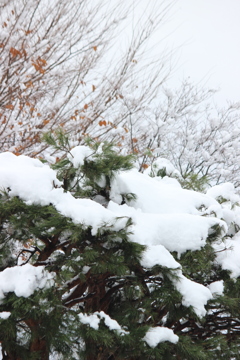 雪をかぶった木