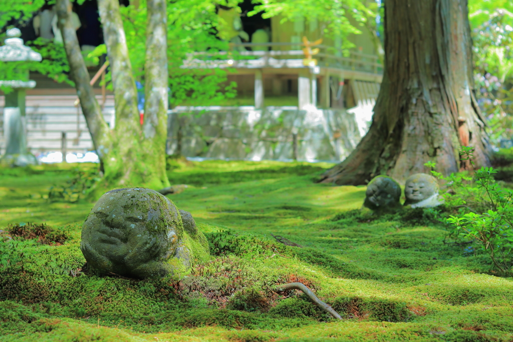 苔の住人たち