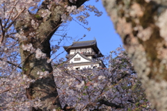 国宝犬山城と桜２