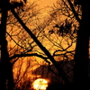 雑木林に沈む夕陽