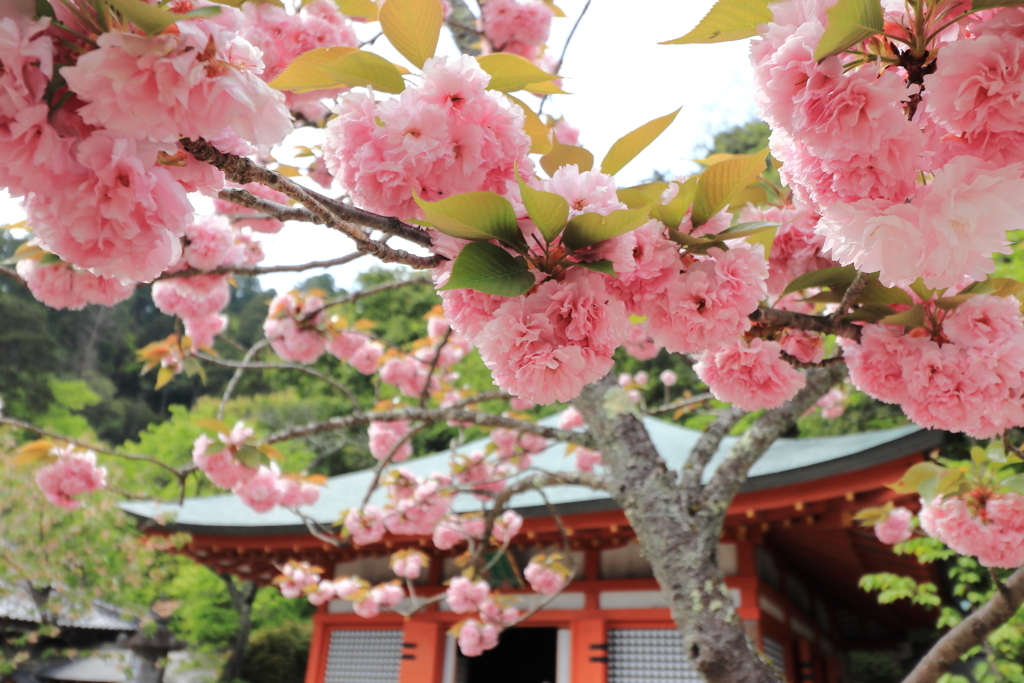 花盛り。