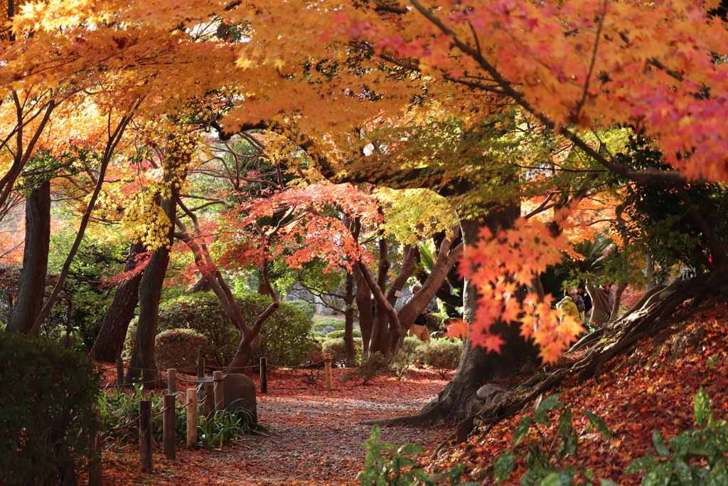 今年最後の紅葉