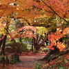 今年最後の紅葉