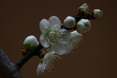 梅まつり１