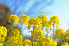 花壇の菜の花