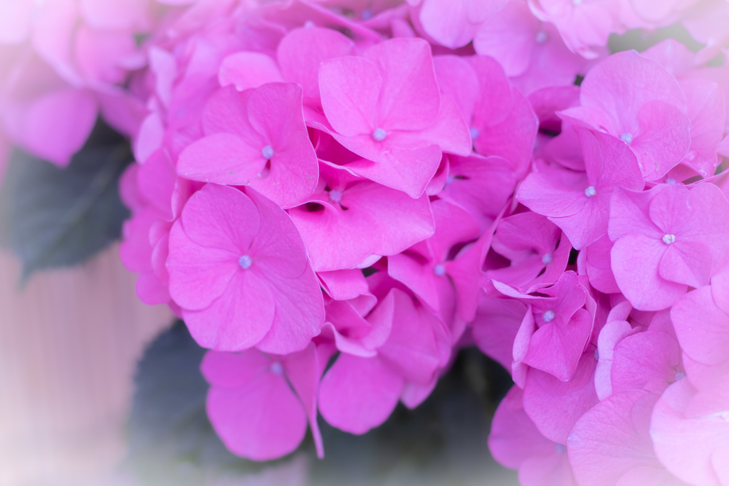 おかしな紫陽花　～コットンキャンディ～