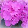 おかしな紫陽花　～コットンキャンディ～