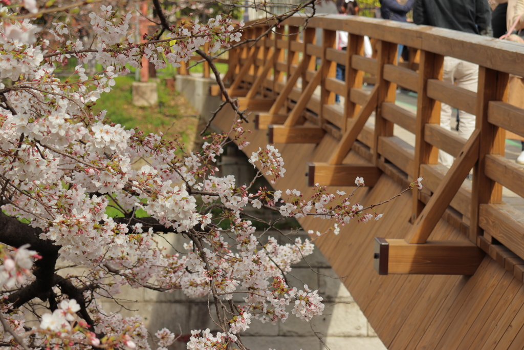 花見客が行きかう橋