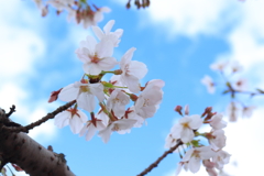 空と桜