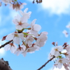 空と桜