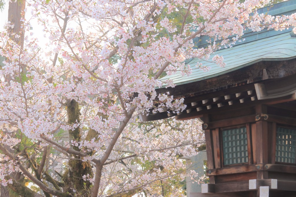 桜のある風景