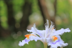 シャガの花