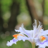 シャガの花