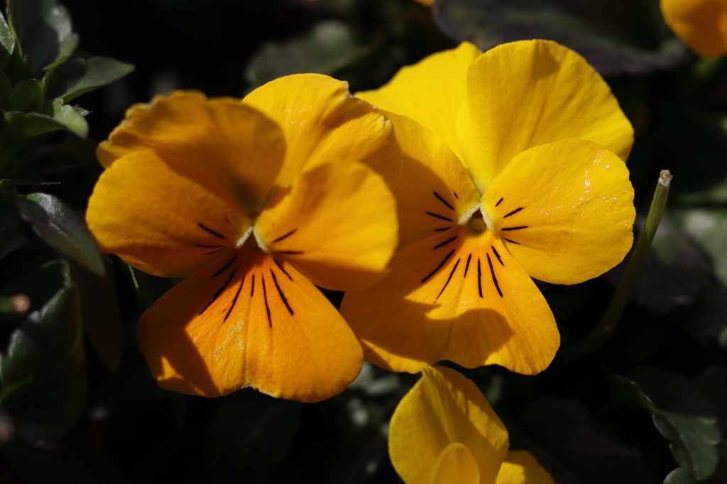 冬の花壇