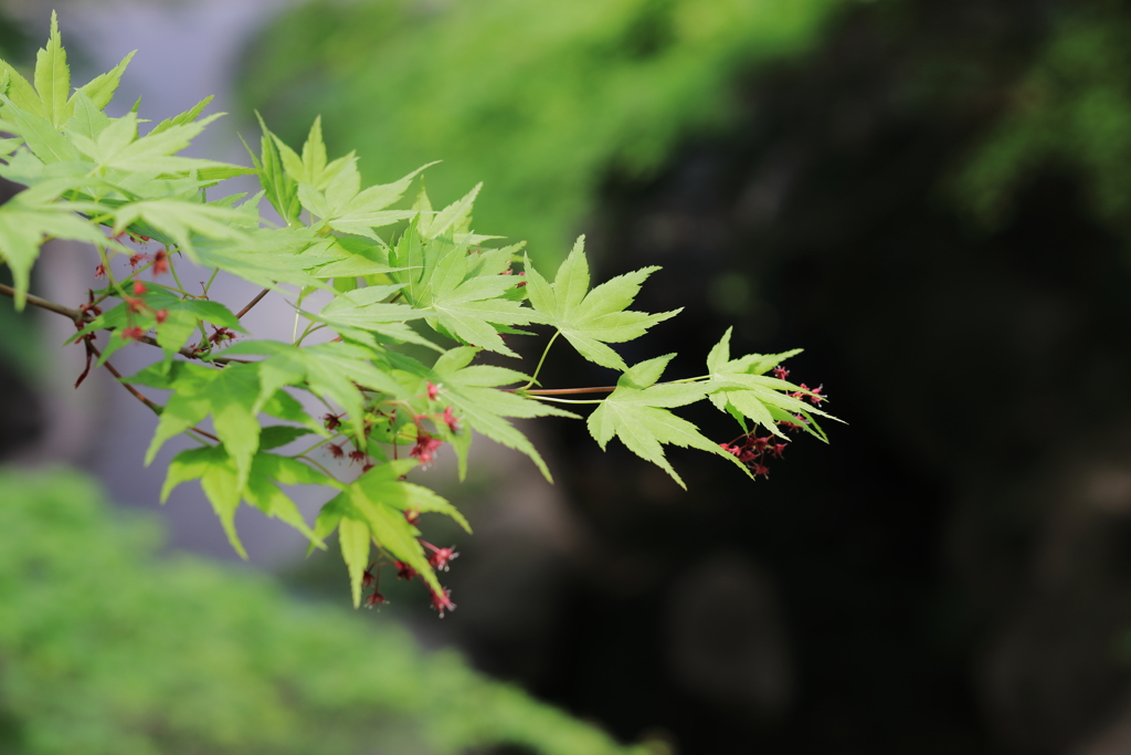 青もみじの花