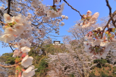 国宝犬山城と桜３