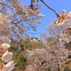 国宝犬山城と桜３