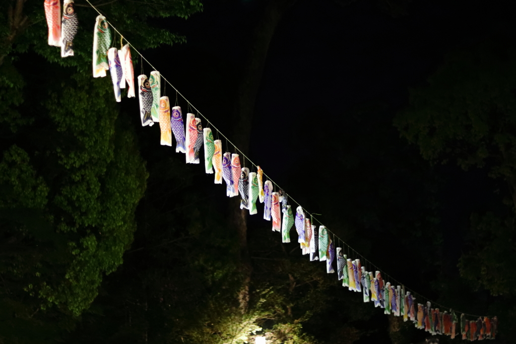 闇夜に浮かぶ鯉のぼり