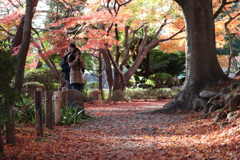 紅葉の散歩道