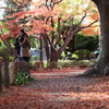 紅葉の散歩道