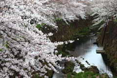 山崎川と桜