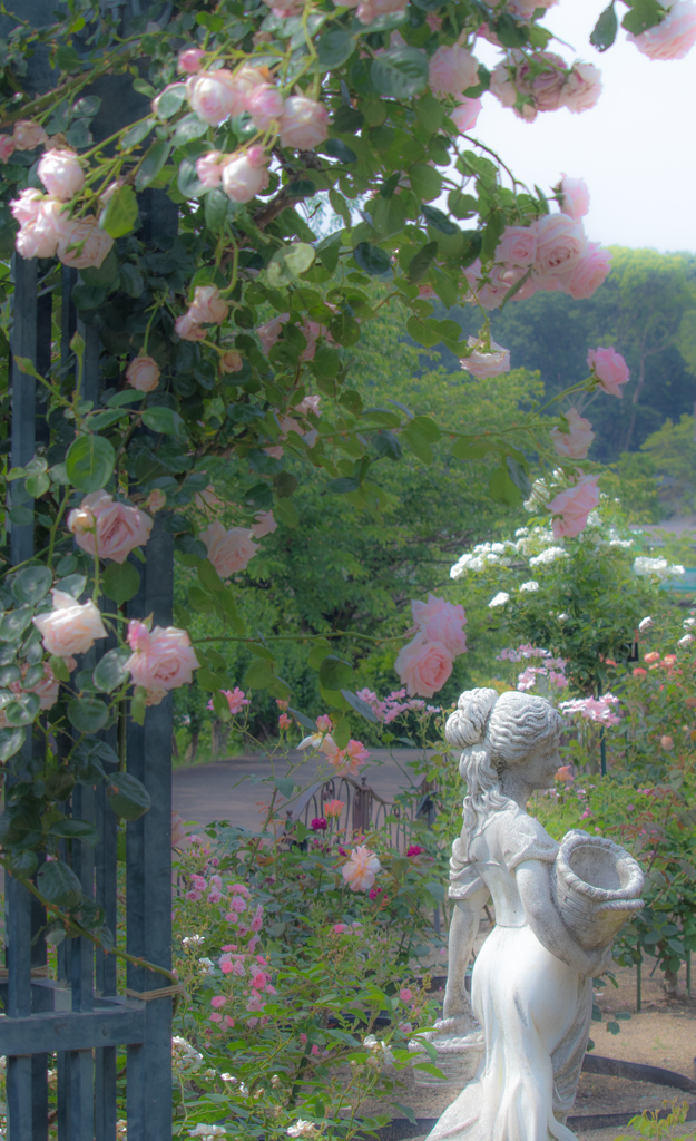 ROSE GARDEN